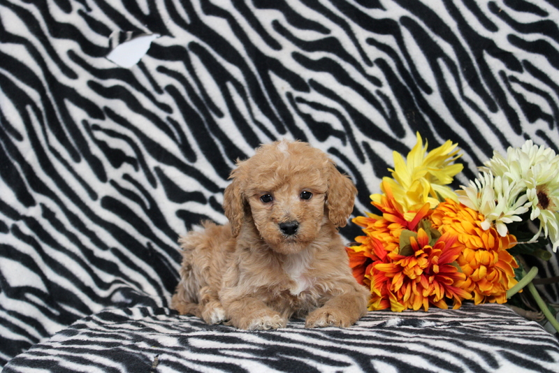 puppy, for, sale, Mini Goldendoodle F2B, Matthew B. Stoltzfus, dog, breeder, Gap, PA, dog-breeder, puppy-for-sale, forsale, nearby, find, puppyfind, locator, puppylocator, aca
